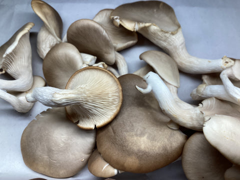 Oyster Mushrooms