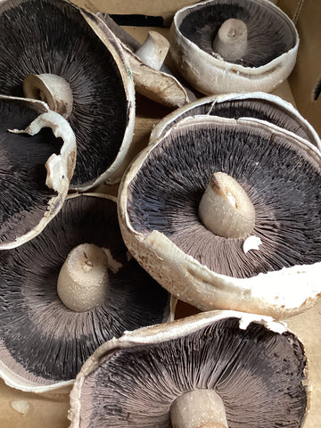 Mushrooms - Portobello