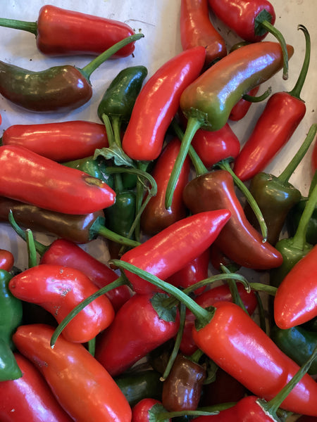 Jalapeño Peppers