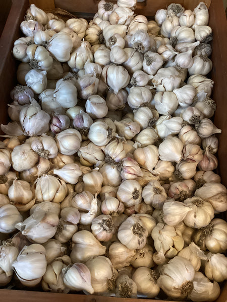 Garlic bulb