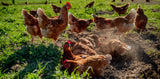 Organic Eggs