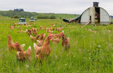 Organic Eggs
