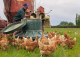 Organic Eggs