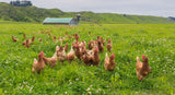 Organic Eggs
