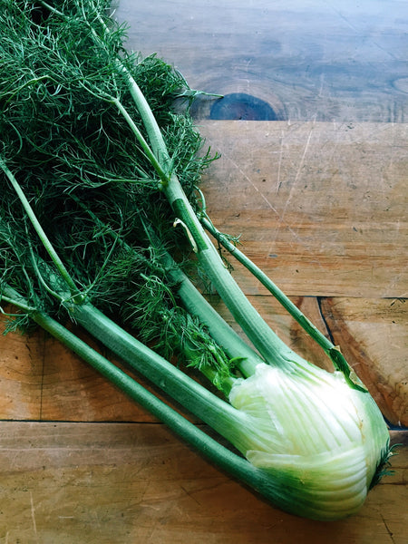 Fennel Bulb