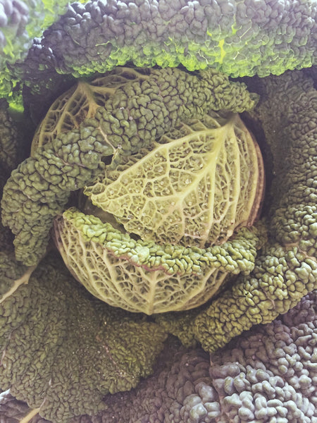 Cabbage, Savoy
