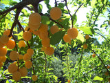 Plums 'Omega'