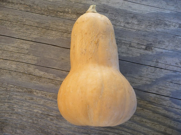 Squash Butternut
