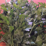 Parsley Flatleaf bunch