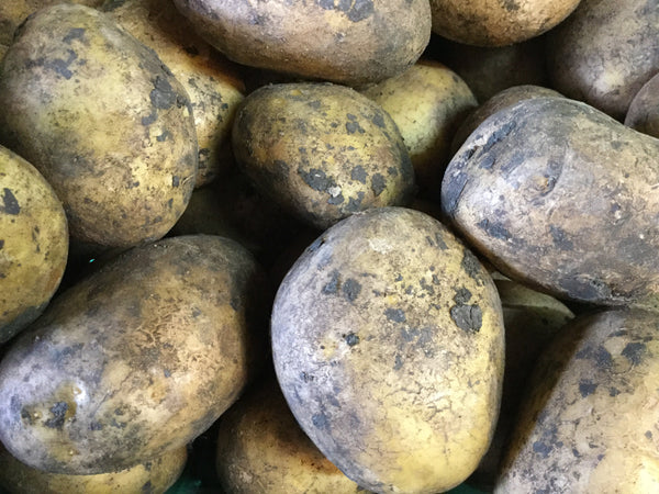 Potatoes 'Agria'