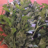 Parsley Flatleaf bunch