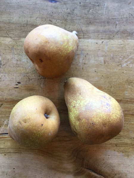 Pears 'Taylor's Gold'